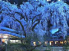 神秘の枝垂れ桜