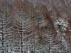 冬の落葉松林